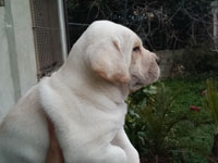cucciolo di cane corso bianco